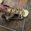 Paire de spartiates Balenciaga cuir irisé or T38